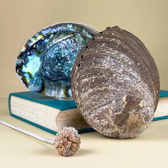 conchiglia di abalone